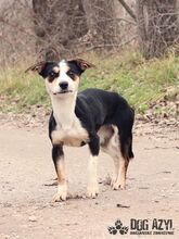 WINNIE, Hund, Mischlingshund in Slowakische Republik - Bild 3