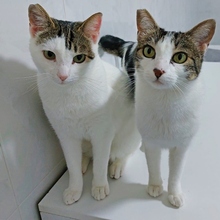 FREDDY, Katze, Europäisch Kurzhaar in Spanien - Bild 4