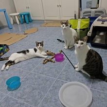 FREDDY, Katze, Europäisch Kurzhaar in Spanien - Bild 6