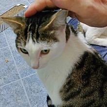 SIMON, Katze, Europäisch Kurzhaar in Spanien - Bild 5