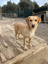 SILVIE, Hund, Mischlingshund in Portugal - Bild 1