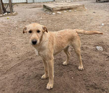 DEVI, Hund, Mischlingshund in Portugal - Bild 1