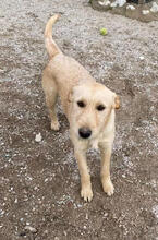 DEVI, Hund, Mischlingshund in Portugal - Bild 2