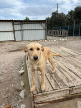 DEVI, Hund, Mischlingshund in Portugal - Bild 3