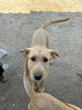 ATHENE, Hund, Mischlingshund in Portugal - Bild 4