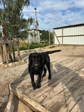 KALI, Hund, Mischlingshund in Portugal - Bild 2