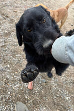 KALI, Hund, Mischlingshund in Portugal - Bild 3