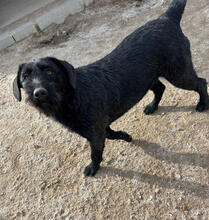 KALI, Hund, Mischlingshund in Portugal - Bild 4