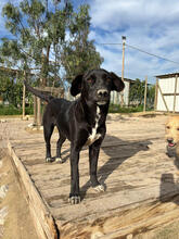 HERA, Hund, Mischlingshund in Portugal - Bild 3