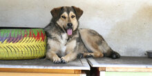 ROCHELLE, Hund, Siberian Husky-Mix in Bulgarien - Bild 11