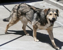 ROCHELLE, Hund, Siberian Husky-Mix in Bulgarien - Bild 12