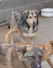 ROCHELLE, Hund, Siberian Husky-Mix in Bulgarien - Bild 13