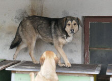 ROCHELLE, Hund, Siberian Husky-Mix in Bulgarien - Bild 14