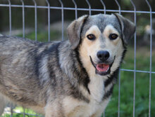 ROCHELLE, Hund, Siberian Husky-Mix in Bulgarien - Bild 15