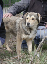 ROCHELLE, Hund, Siberian Husky-Mix in Bulgarien - Bild 16