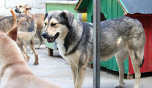 ROCHELLE, Hund, Siberian Husky-Mix in Bulgarien - Bild 3