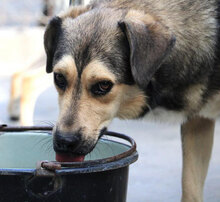 ROCHELLE, Hund, Siberian Husky-Mix in Bulgarien - Bild 4