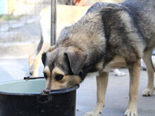 ROCHELLE, Hund, Siberian Husky-Mix in Bulgarien - Bild 5