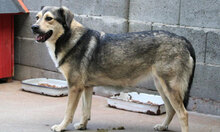 ROCHELLE, Hund, Siberian Husky-Mix in Bulgarien - Bild 6