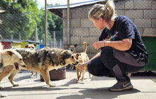 ROCHELLE, Hund, Siberian Husky-Mix in Bulgarien - Bild 7