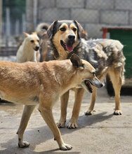 ROCHELLE, Hund, Siberian Husky-Mix in Bulgarien - Bild 8