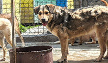 ROCHELLE, Hund, Siberian Husky-Mix in Bulgarien - Bild 9