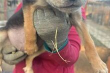 CARLOS2, Hund, Mischlingshund in Rumänien - Bild 10