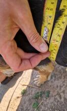 CARLOS2, Hund, Mischlingshund in Rumänien - Bild 11