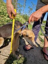 CARLOS2, Hund, Mischlingshund in Rumänien - Bild 12