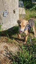 CARLOS2, Hund, Mischlingshund in Rumänien - Bild 2