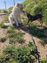 CARLOS2, Hund, Mischlingshund in Rumänien - Bild 3