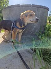 CARLOS2, Hund, Mischlingshund in Rumänien - Bild 4