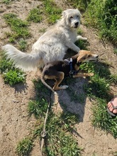 CARLOS2, Hund, Mischlingshund in Rumänien - Bild 6