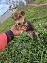 CARLOS2, Hund, Mischlingshund in Rumänien - Bild 7