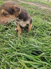 CARLOS2, Hund, Mischlingshund in Rumänien - Bild 8