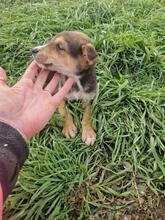 CARLOS2, Hund, Mischlingshund in Rumänien - Bild 9