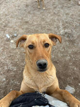 ATHOS, Hund, Mischlingshund in Portugal - Bild 3