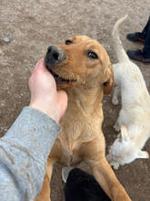 ATHOS, Hund, Mischlingshund in Portugal - Bild 4