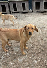 ATHOS, Hund, Mischlingshund in Portugal - Bild 5