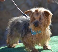 COCO, Hund, Yorkshire Terrier in Spanien - Bild 1