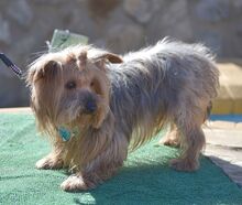 COCO, Hund, Yorkshire Terrier in Spanien - Bild 2