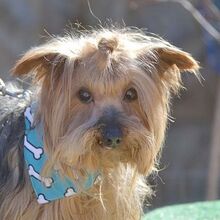 COCO, Hund, Yorkshire Terrier in Spanien - Bild 3