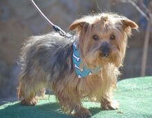 COCO, Hund, Yorkshire Terrier in Spanien - Bild 4