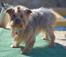 COCO, Hund, Yorkshire Terrier in Spanien - Bild 5