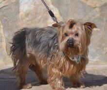 COCO, Hund, Yorkshire Terrier in Spanien - Bild 6