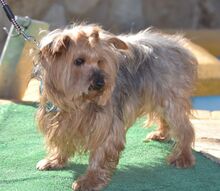 COCO, Hund, Yorkshire Terrier in Spanien - Bild 7