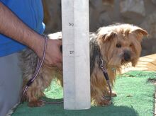 COCO, Hund, Yorkshire Terrier in Spanien - Bild 8