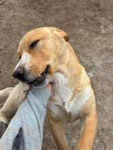 THOR, Hund, Mischlingshund in Portugal - Bild 2