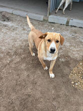 THOR, Hund, Mischlingshund in Portugal - Bild 3