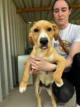 THOR, Hund, Mischlingshund in Portugal - Bild 4